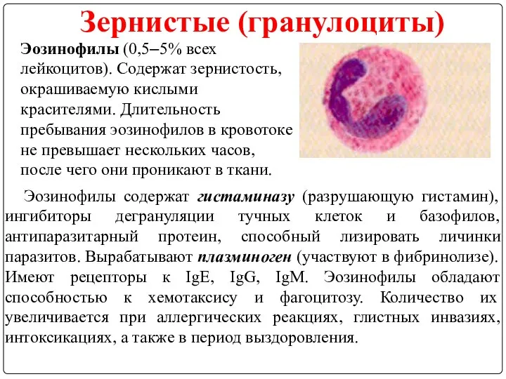 Зернистые (гранулоциты) Эозинофилы содержат гистаминазу (разрушающую гистамин), ингибиторы дегрануляции тучных клеток