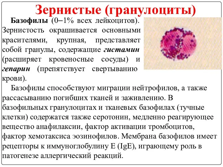 Зернистые (гранулоциты) Базофилы (0–1% всех лейкоцитов). Зернистость окрашивается основными красителями, крупная,