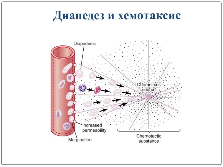 Диапедез и хемотаксис