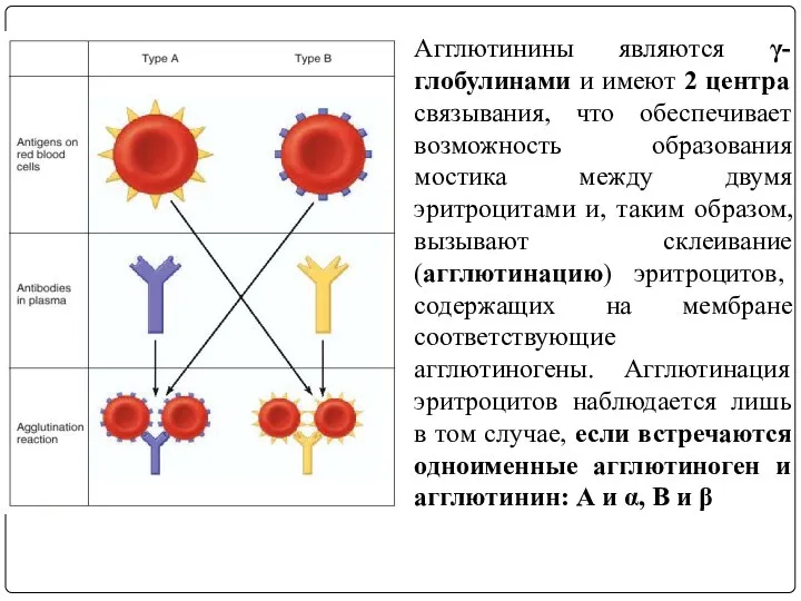 Агглютинины являются γ-глобулинами и имеют 2 центра связывания, что обеспечивает возможность