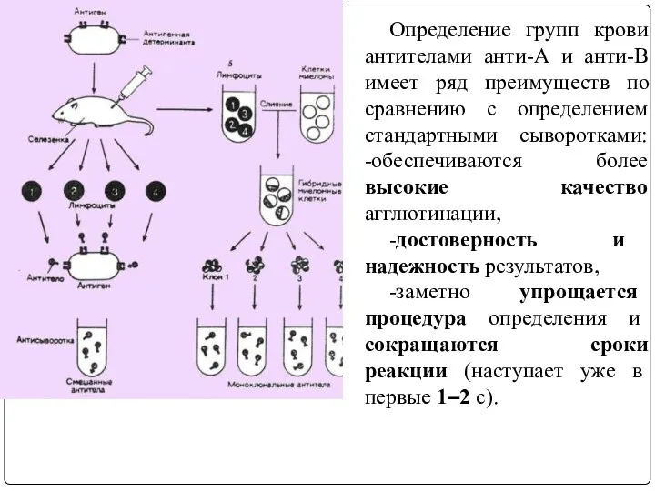 Определение групп крови антителами анти-А и анти-В имеет ряд преимуществ по