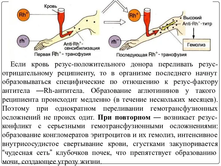 Если кровь резус-положительного донора переливать резус-отрицательному реципиенту, то в организме последнего