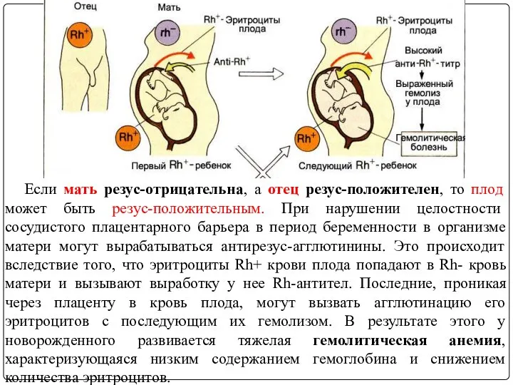 Если мать резус-отрицательна, а отец резус-положителен, то плод может быть резус-положительным.