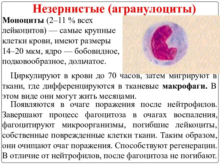 Незернистые (агранулоциты) Моноциты (2–11 % всех лейкоцитов) — самые крупные клетки