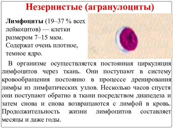 Незернистые (агранулоциты) Лимфоциты (19–37 % всех лейкоцитов) — клетки размером 7–15