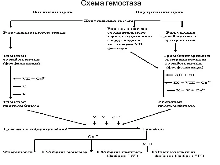 Схема гемостаза