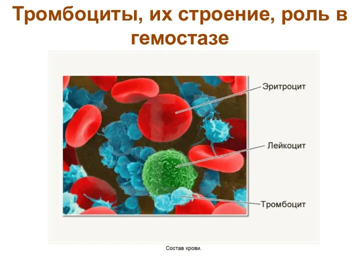 Тромбоциты, их строение, роль в гемостазе