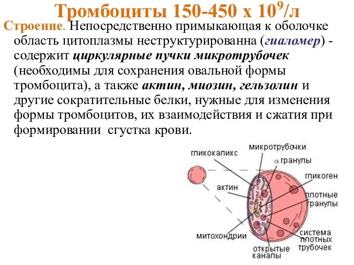 Тромбоциты 150-450 х 109/л Строение. Непосредственно примыкающая к оболочке область цитоплазмы