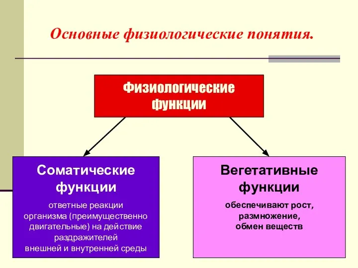 Основные физиологические понятия. Физиологические функции Соматические функции ответные реакции организма (преимущественно