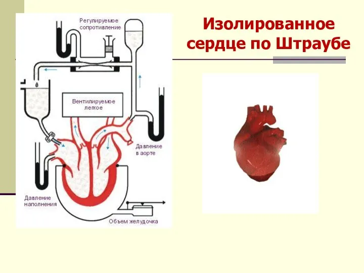 Изолированное сердце по Штраубе