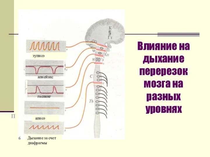 Влияние на дыхание перерезок мозга на разных уровнях П апнейзис гаспинг