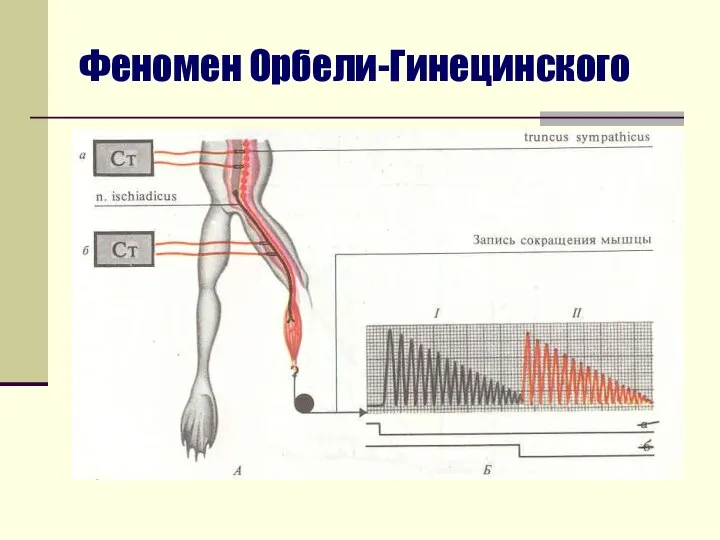 Феномен Орбели-Гинецинского