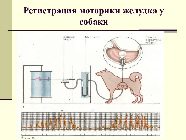 Регистрация моторики желудка у собаки