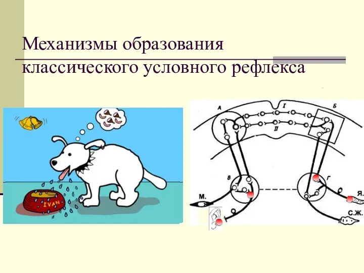 Механизмы образования классического условного рефлекса