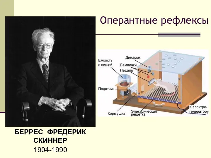 БЕРРЕС ФРЕДЕРИК СКИННЕР 1904-1990 Оперантные рефлексы