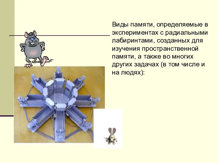 Виды памяти, определяемые в экспериментах с радиальными лабиринтами, созданных для изучения