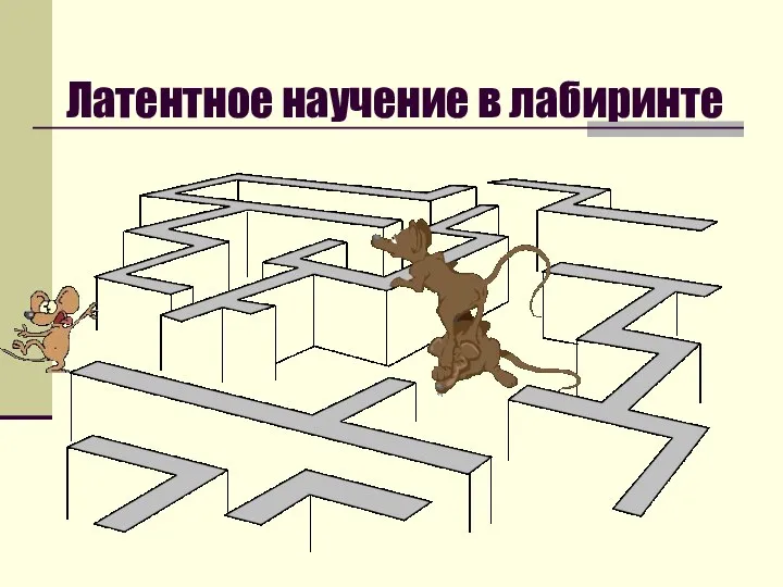 Латентное научение в лабиринте