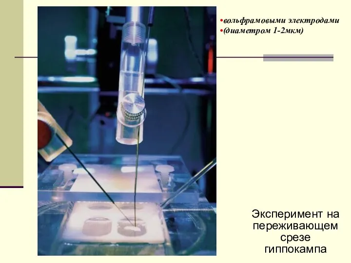 Эксперимент на переживающем срезе гиппокампа вольфрамовыми электродами (диаметром 1-2мкм)