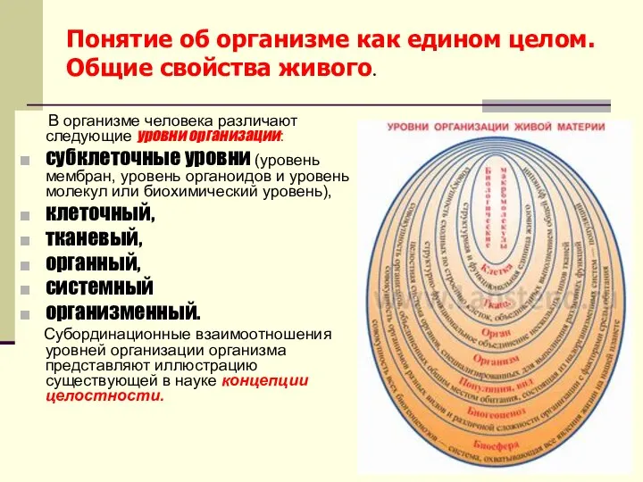 Понятие об организме как едином целом. Общие свойства живого. В организме