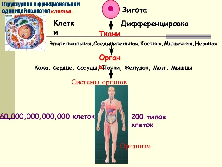 Зигота Ткани Эпителиальная,Соединительная,Костная,Мышечная,Нервная Органы Кожа, Сердце, Сосуды, Почки, Желудок, Мозг, Мышцы