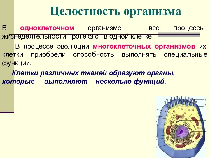 Целостность организма В одноклеточном организме все процессы жизнедеятельности протекают в одной