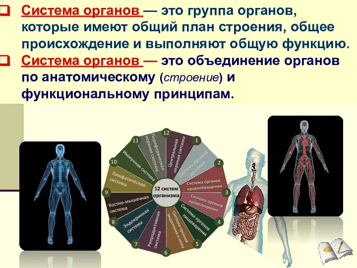 Система органов — это группа органов, которые имеют общий план строения,