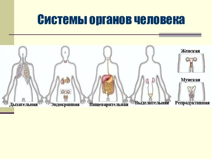 Системы органов человека