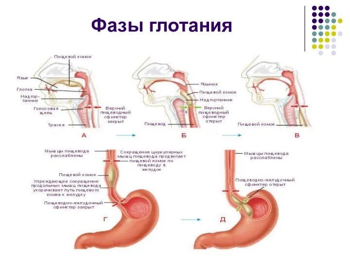 Фазы глотания