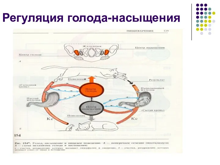 Регуляция голода-насыщения