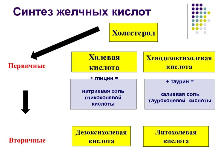 Синтез желчных кислот Холестерол Хенодезоксихолевая кислота Холевая кислота Дезоксихолевая кислота Литохолевая