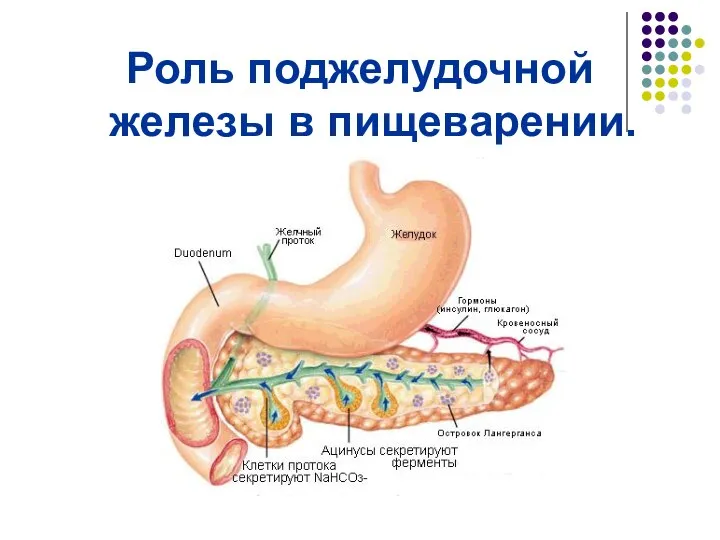 Роль поджелудочной железы в пищеварении.