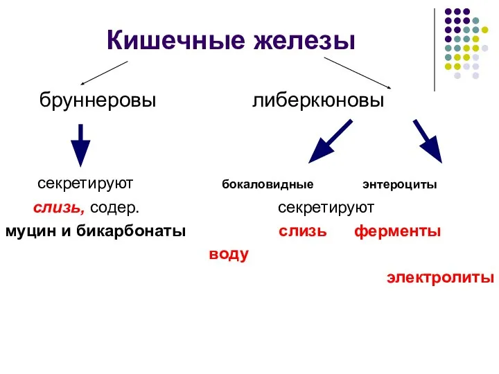 Кишечные железы бруннеровы либеркюновы секретируют бокаловидные энтероциты слизь, содер. секретируют муцин