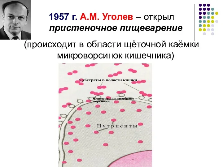 1957 г. А.М. Уголев – открыл пристеночное пищеварение (происходит в области щёточной каёмки микроворсинок кишечника)