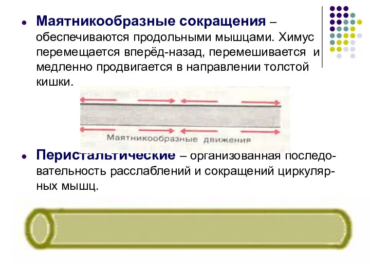 Маятникообразные сокращения – обеспечиваются продольными мышцами. Химус перемещается вперёд-назад, перемешивается и