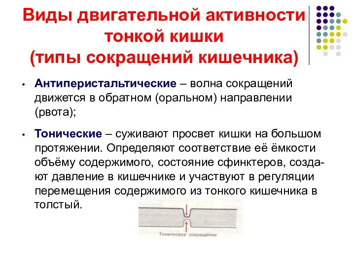 Виды двигательной активности тонкой кишки (типы сокращений кишечника) Антиперистальтические – волна