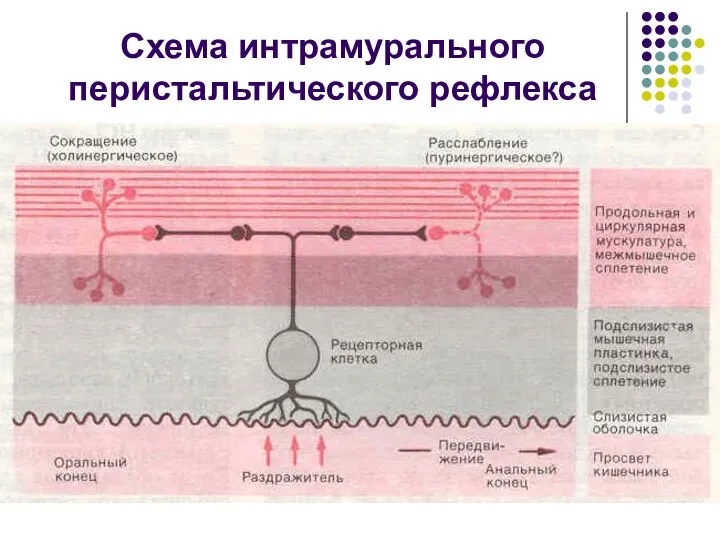 Схема интрамурального перистальтического рефлекса