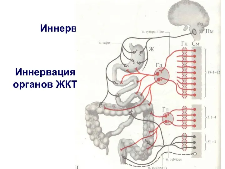 Иннервация органов ЖКТ Иннервация органов ЖКТ