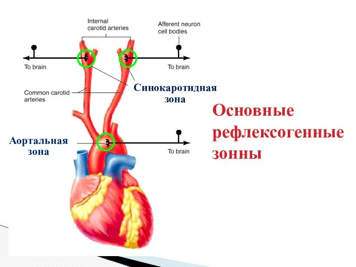 Синокаротидная зона Аортальная зона Основные рефлексогенные зонны