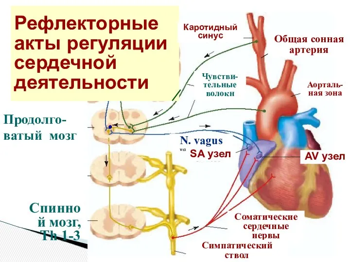 Рефлекторные акты регуляции сердечной деятельности Продолго-ватый мозг Каротидный синус Общая сонная