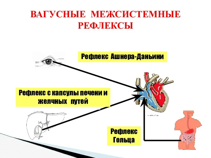 ВАГУСНЫЕ МЕЖСИСТЕМНЫЕ РЕФЛЕКСЫ Рефлекс Ашнера-Даньини Рефлекс с капсулы печени и желчных путей Рефлекс Гольца