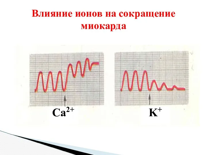 Влияние ионов на сокращение миокарда Ca2+ K+