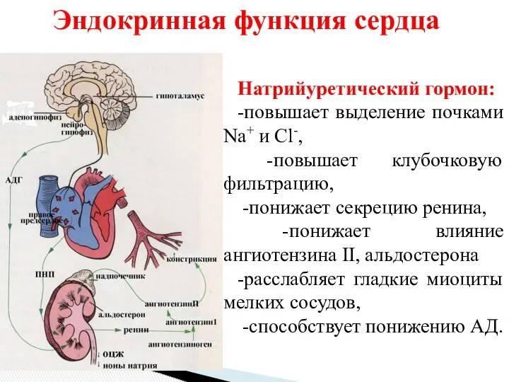 Натрийуретический гормон: -повышает выделение почками Na+ и Cl-, -повышает клубочковую фильтрацию,