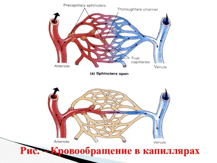 Рис. – Кровообращение в капиллярах