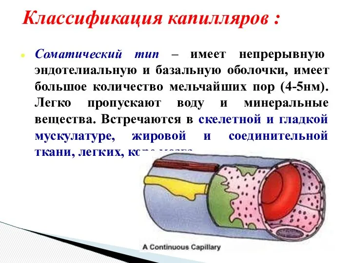 Классификация капилляров : Соматический тип – имеет непрерывную эндотелиальную и базальную