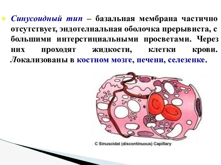 Синусоидный тип – базальная мембрана частично отсутствует, эндотелиальная оболочка прерывиста, с