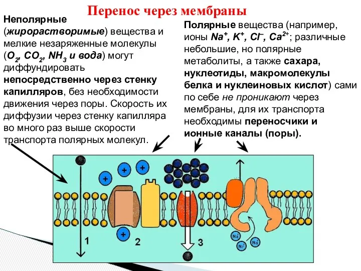 Неполярные (жирорастворимые) вещества и мелкие незаряженные молекулы (O2, CO2, NH3 и