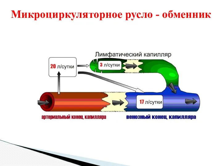 Микроциркуляторное русло - обменник