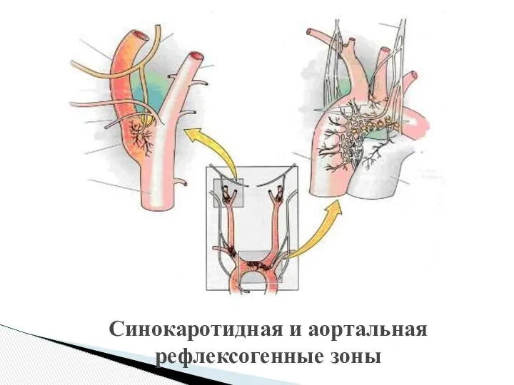 Синокаротидная и аортальная рефлексогенные зоны
