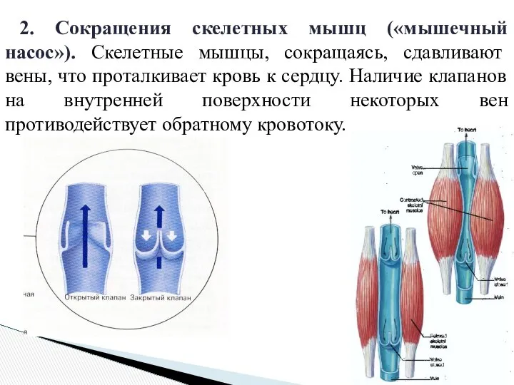 2. Сокращения скелетных мышц («мышечный насос»). Скелетные мышцы, сокращаясь, сдавливают вены,