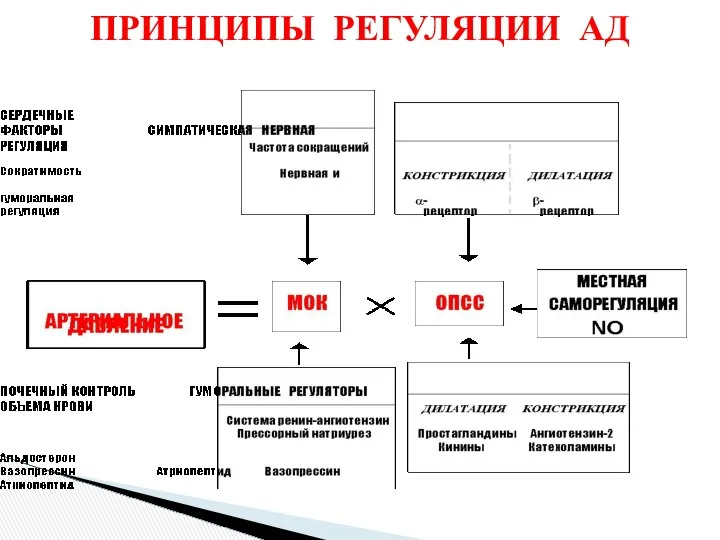 ПРИНЦИПЫ РЕГУЛЯЦИИ АД